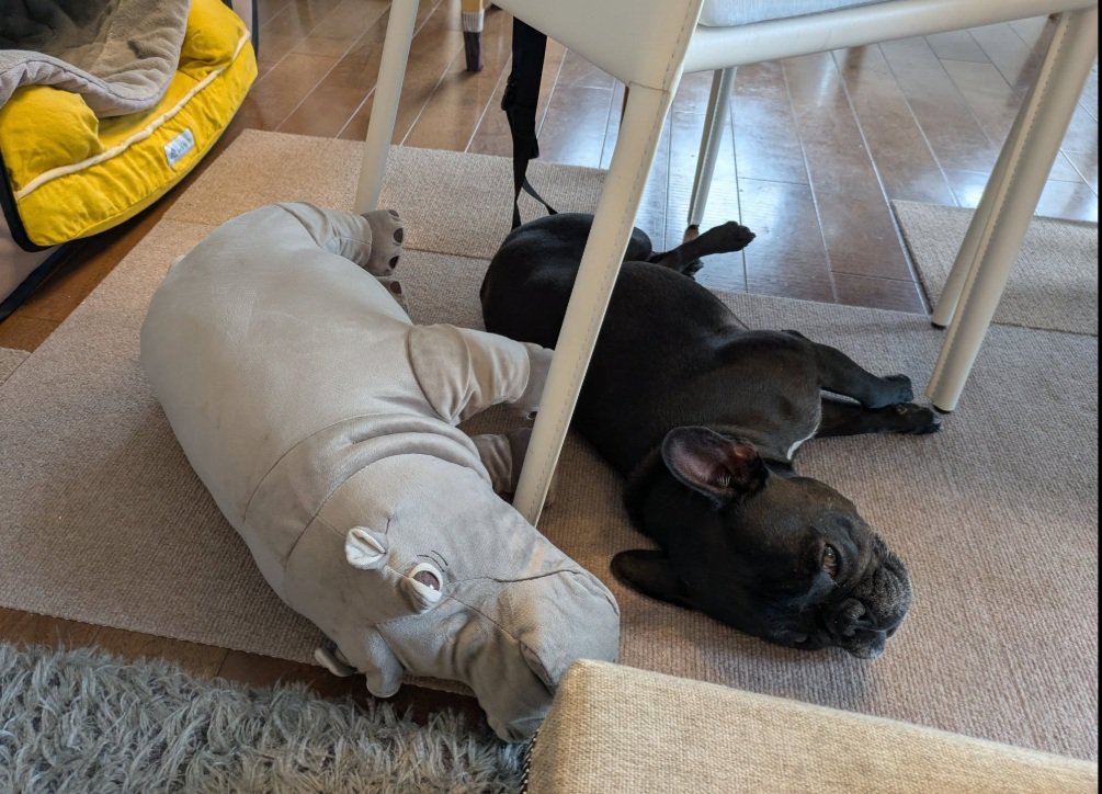 そっくりなジーナちゃんとぬいぐるみ