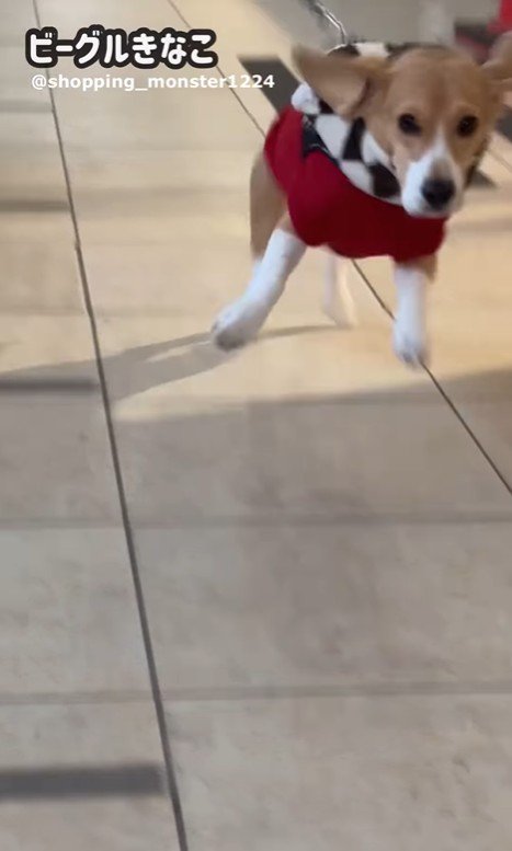 ママが現れた時のきなこちゃん8