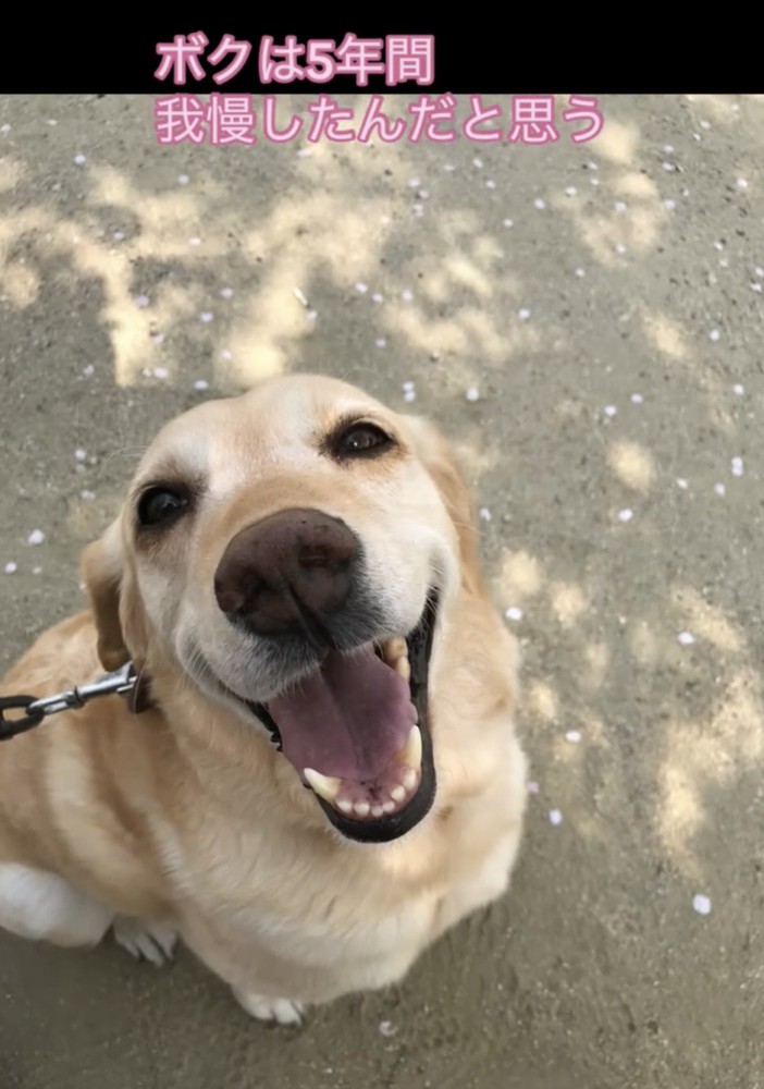 外で笑顔を見せる犬