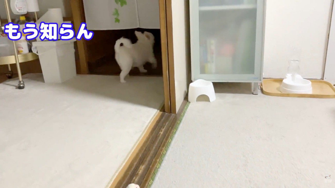 お姉ちゃんと喧嘩した時のコハクくん7