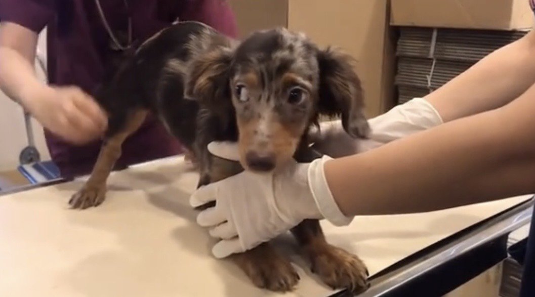 注射を前に緊張する犬