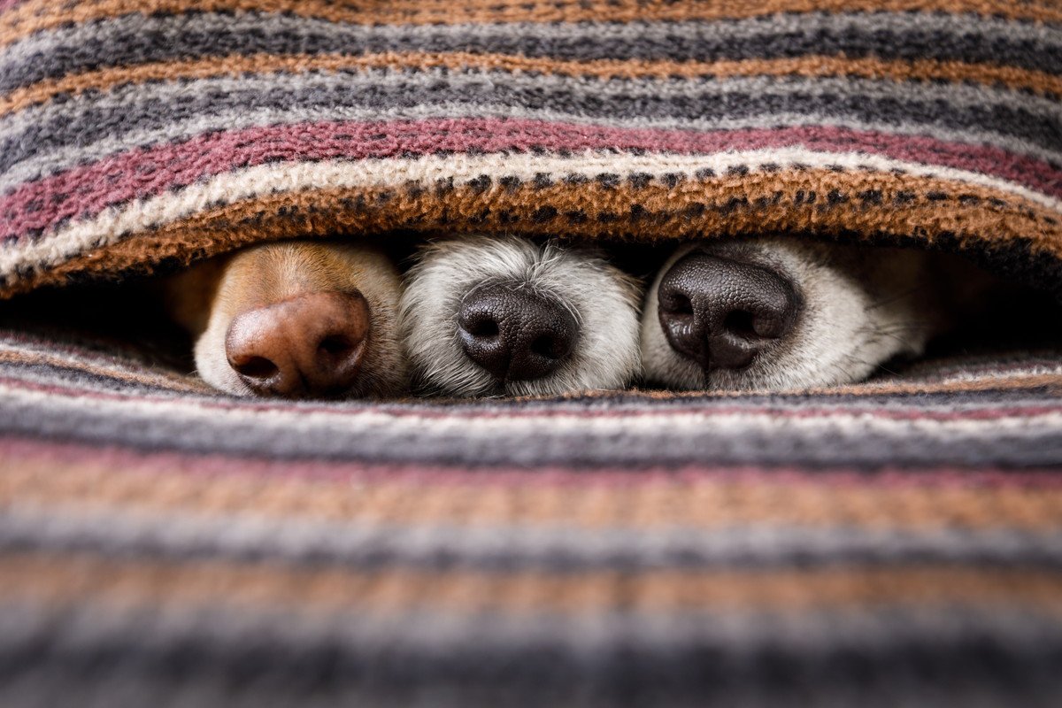 犬に『コタツ』は危険なの?考えられる事故やワンコのいる部屋で飼い主が気をつけるべきことまで | わんちゃんホンポ