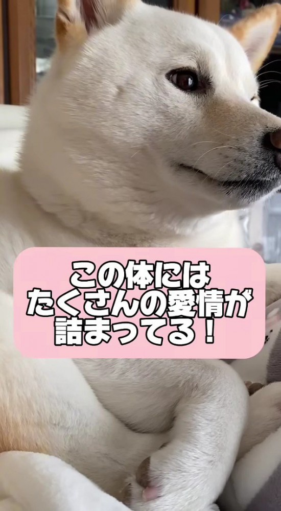 大きくなり過ぎてしまった！？