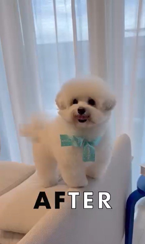 ジジくんのビフォーアフター3