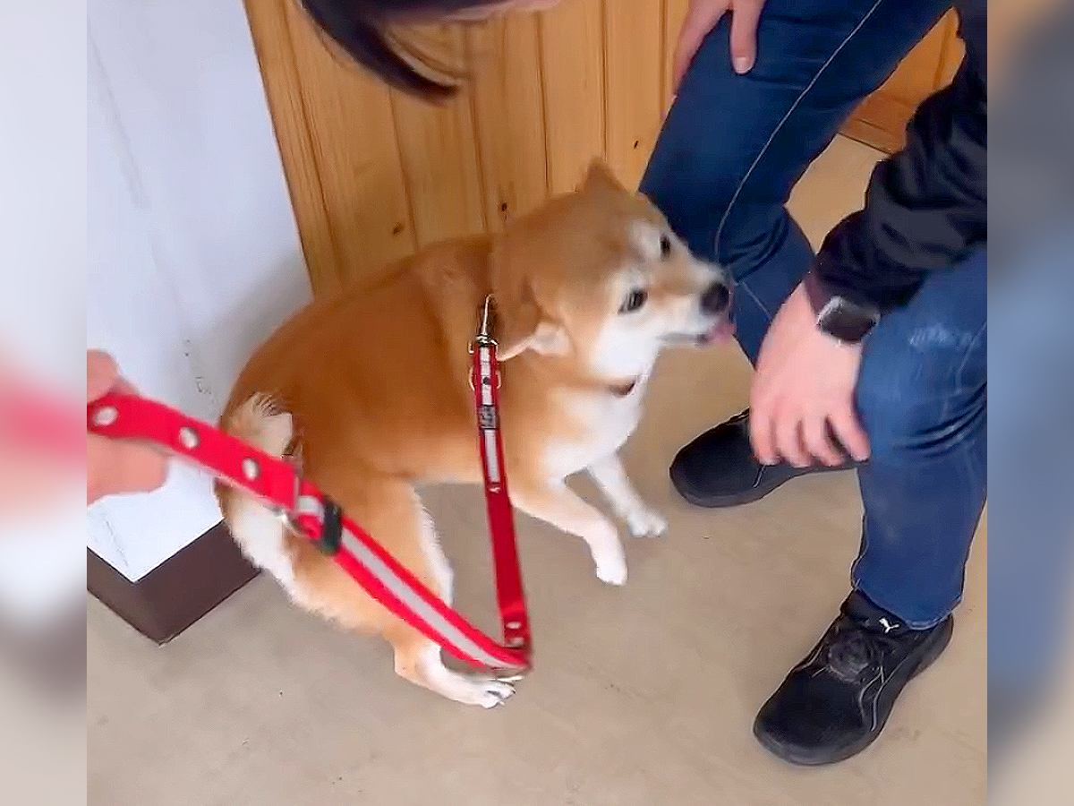 柴犬 シャンプー ストア 嫌い