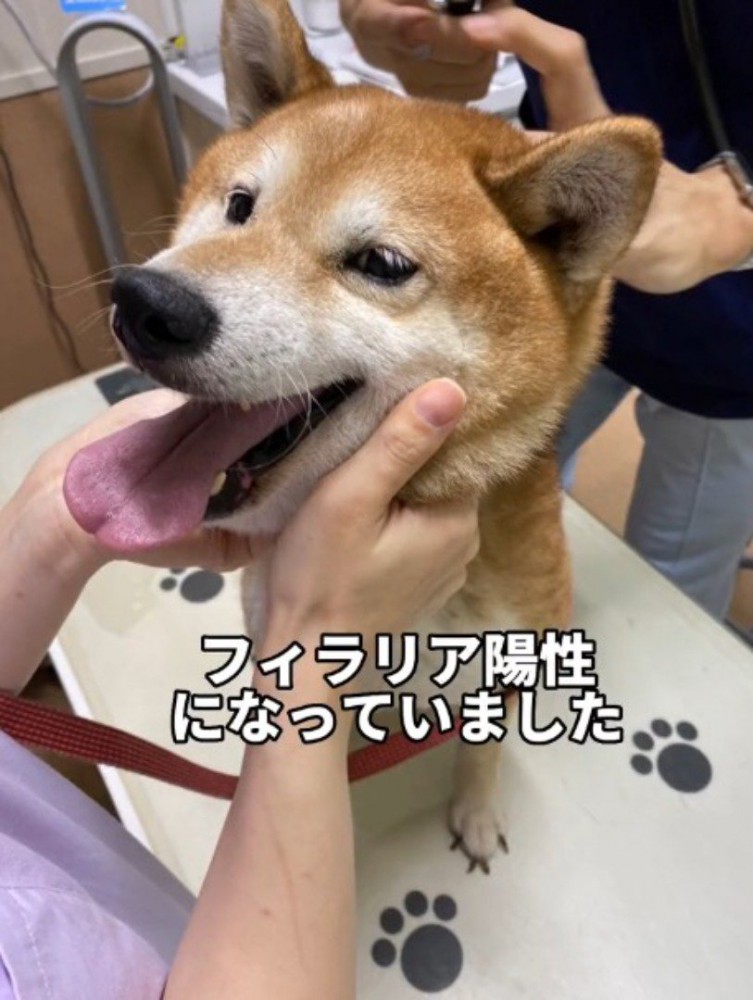 笑顔で診察台に座る犬