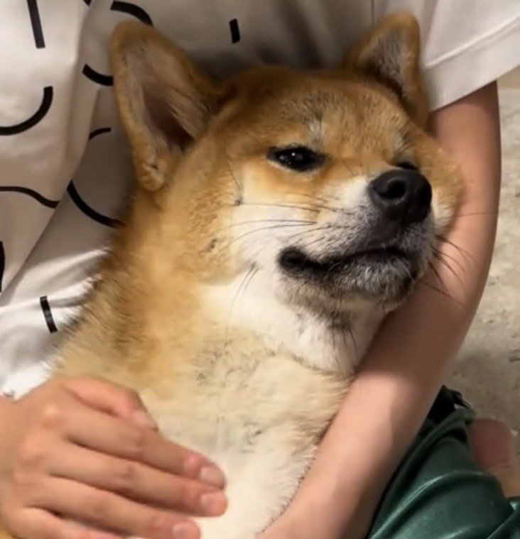腕に頭を預けてくつろぐ犬