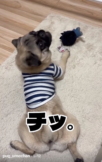 舌打ちするうめちゃん