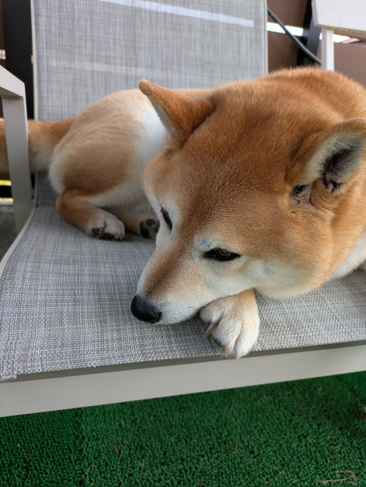 お昼寝