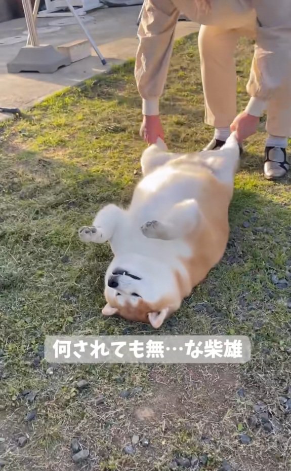 食パンみたいな柴雄くん