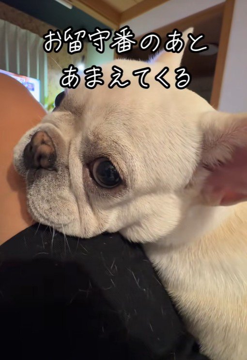 お留守番の後は、飼い主さんにベッタリ