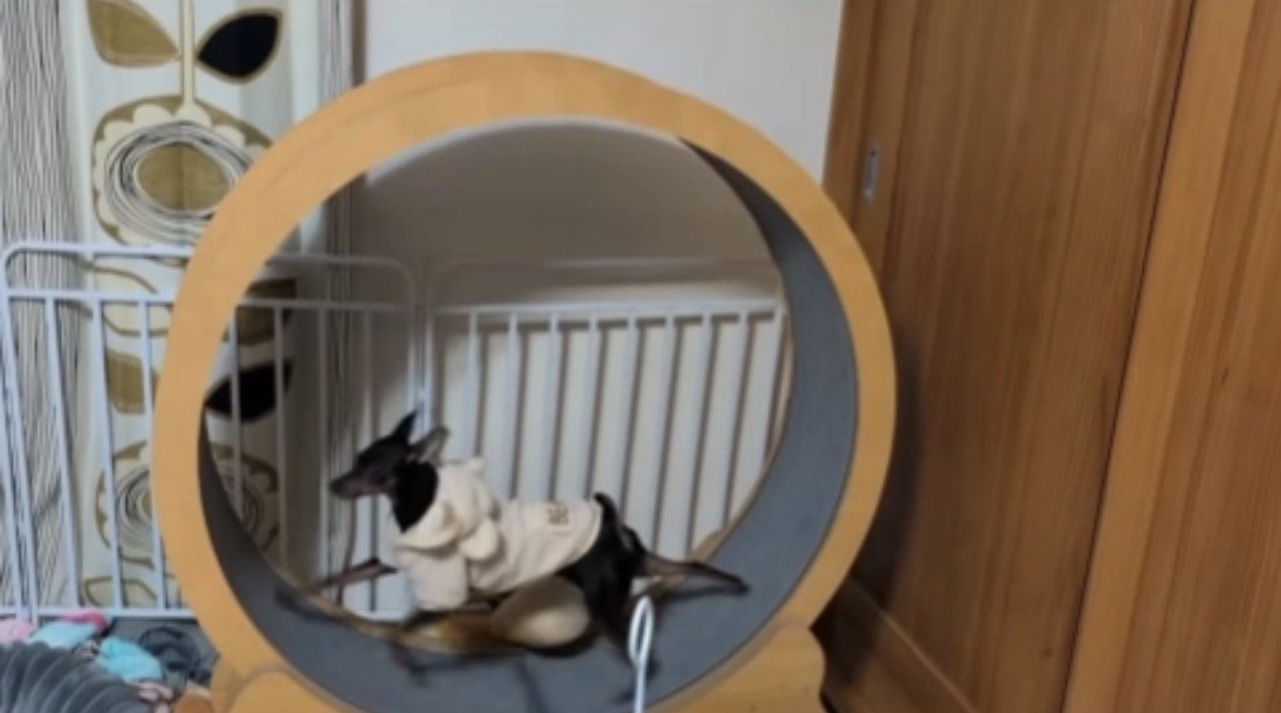 キャットホイールに乗る犬