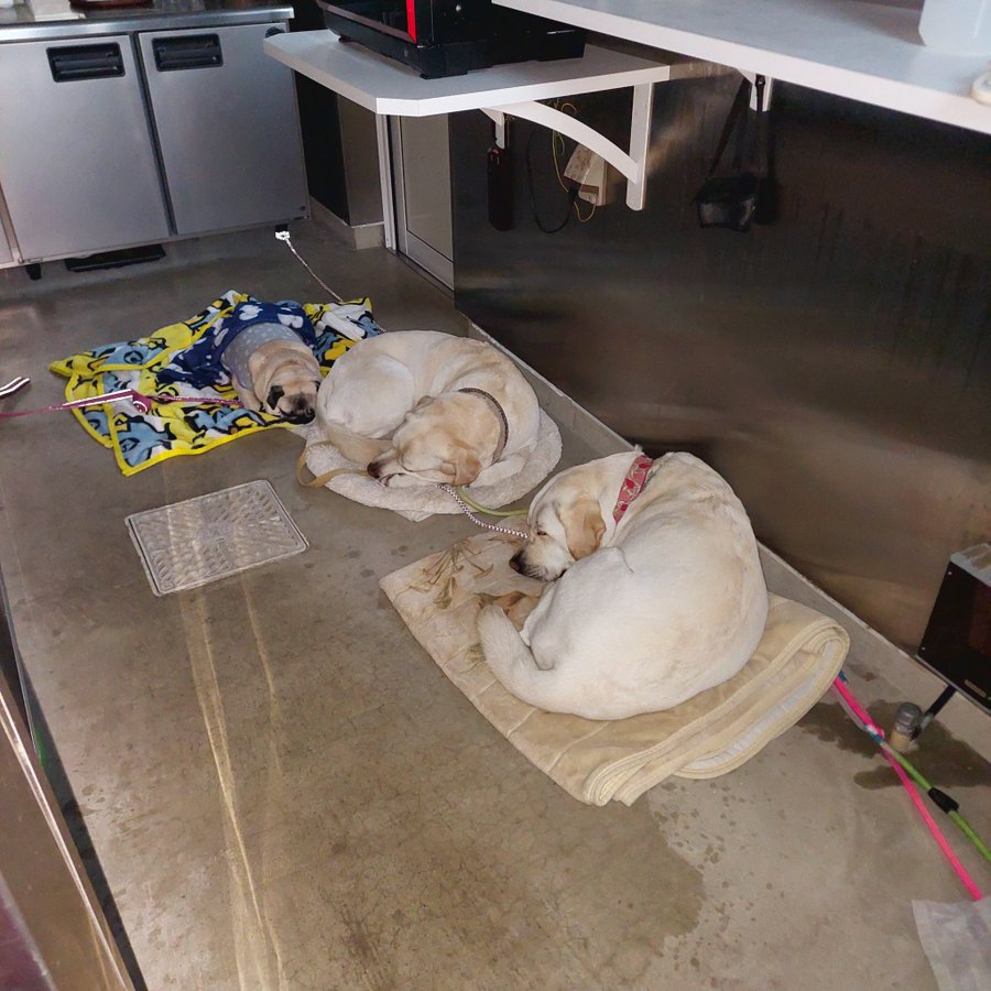 看板犬