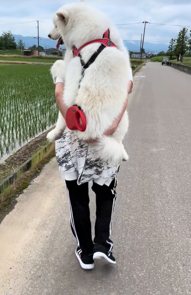 おんぶしてもらう大型犬