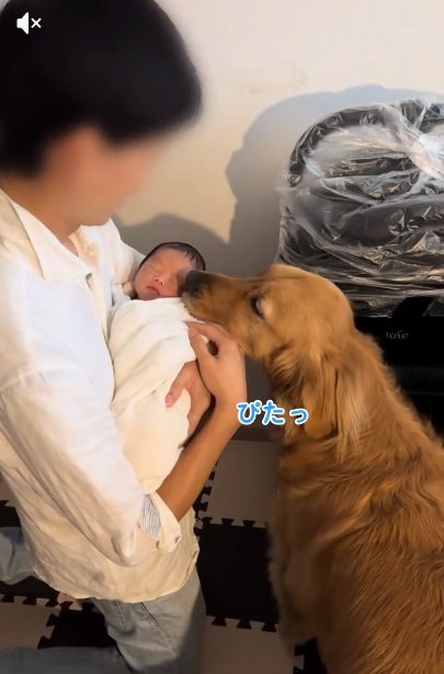 赤ちゃんに顔を付けるチョコビくん