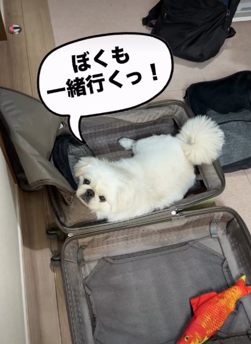 スーツケースに入る犬2