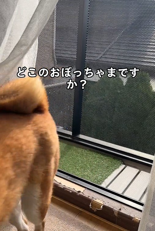 犬のお尻