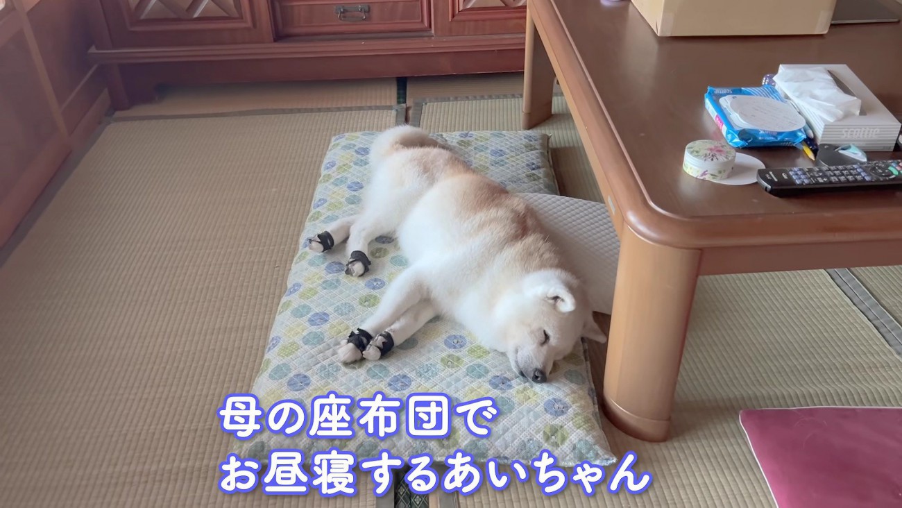 母の座布団でお昼寝