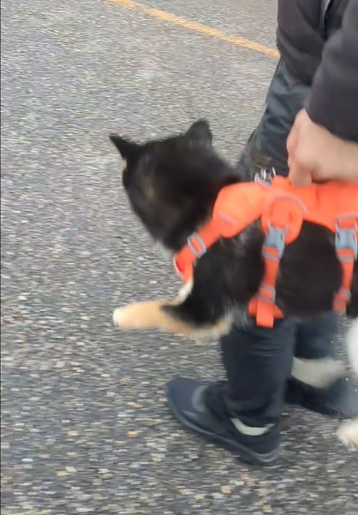 抱えられる犬の後ろ姿1