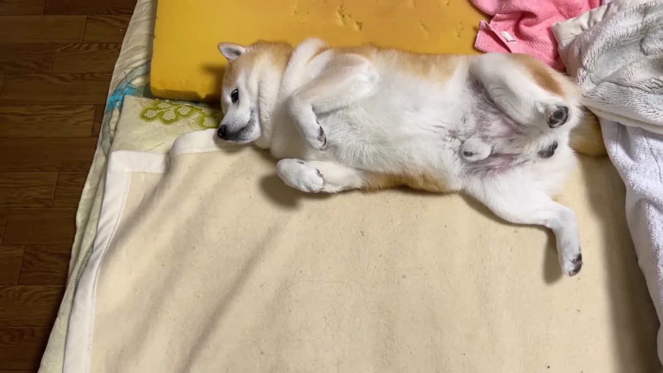 お布団の間に挟まった！！