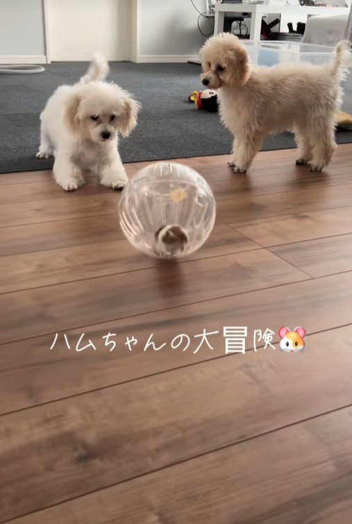 冒険中のハムスターとワンコたち2