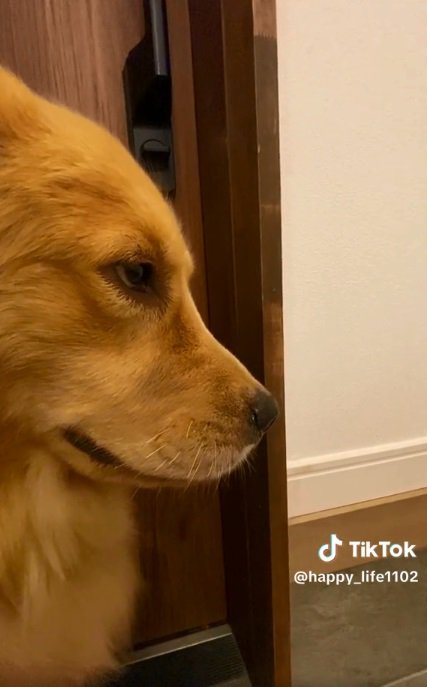 真剣な顔のハッピーちゃん