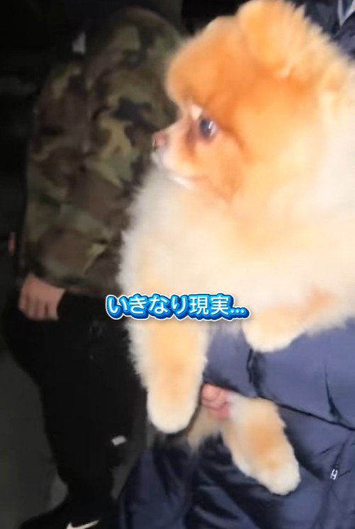 ちょっちゃんの年越し8