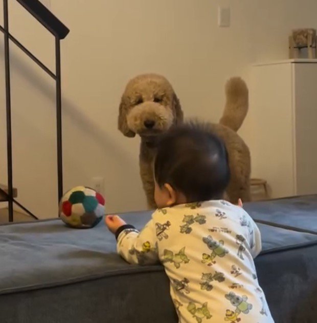 ソファに乗ったボールを見つめる赤ちゃん