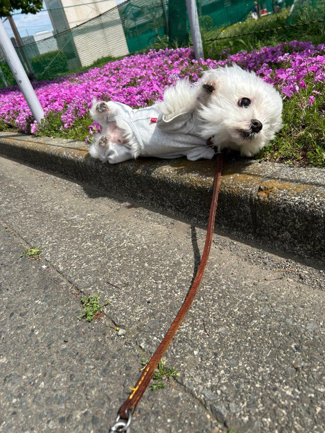 ひっくり返ってしまいました！