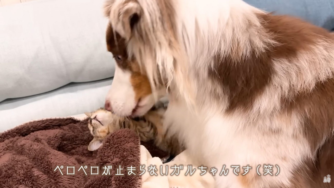 ワンコたちと子猫の再会8