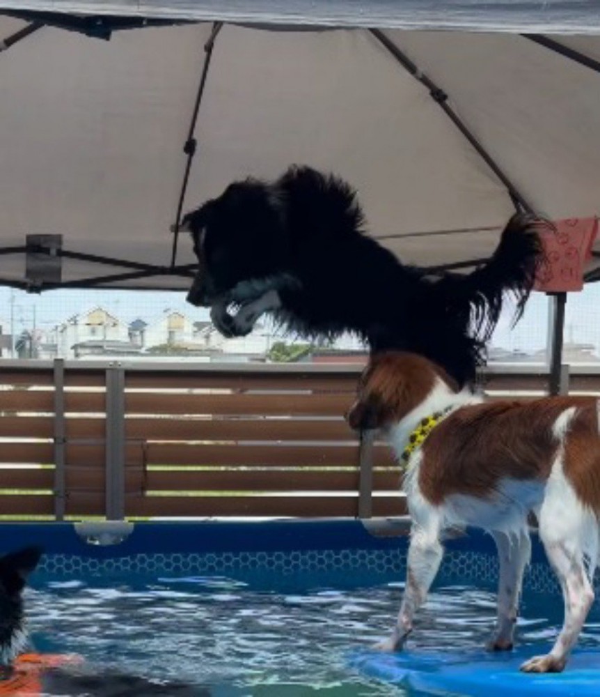 プールサイドからジャンプする息子犬
