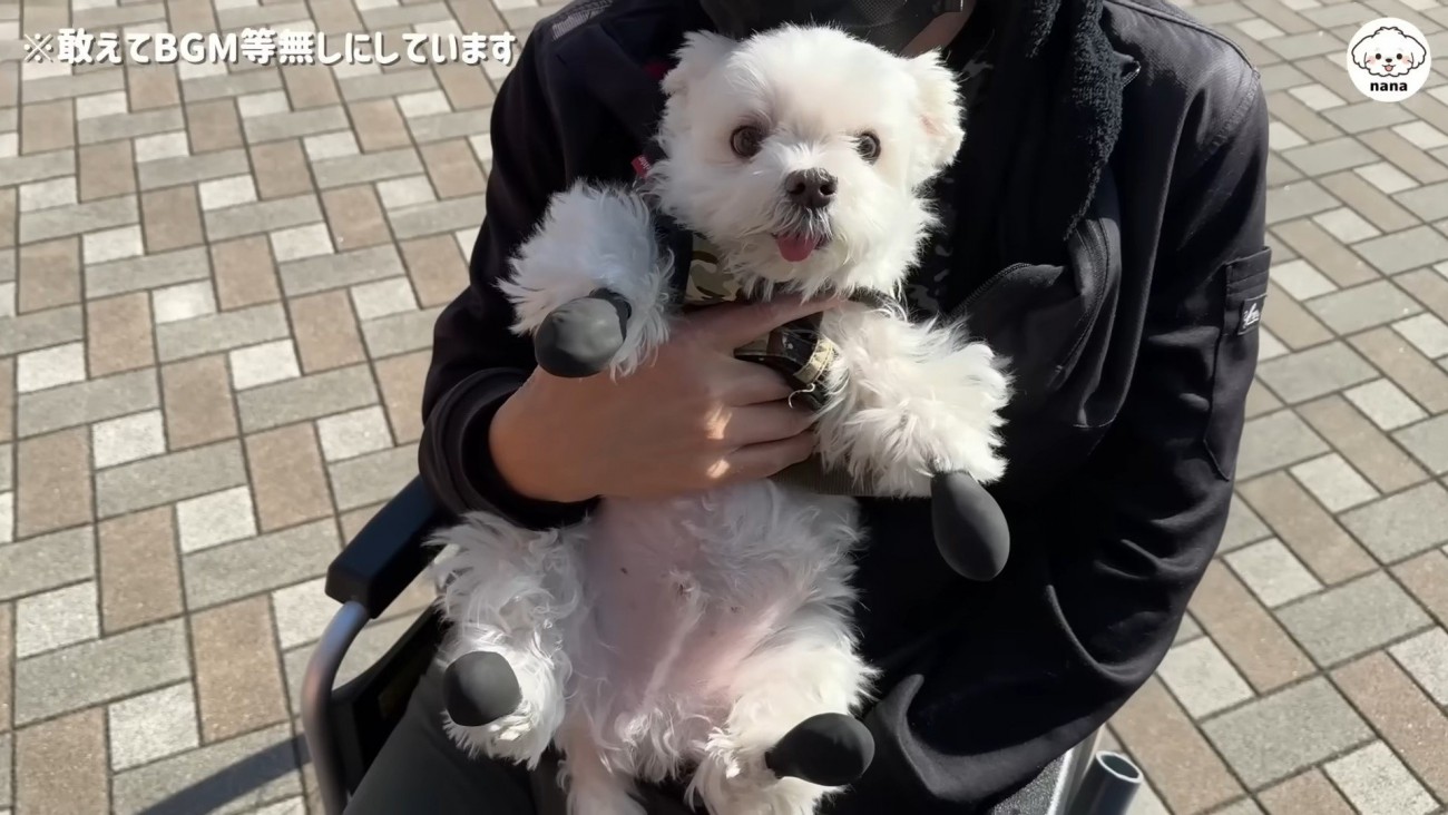 大人しく抱っこされているナナくん