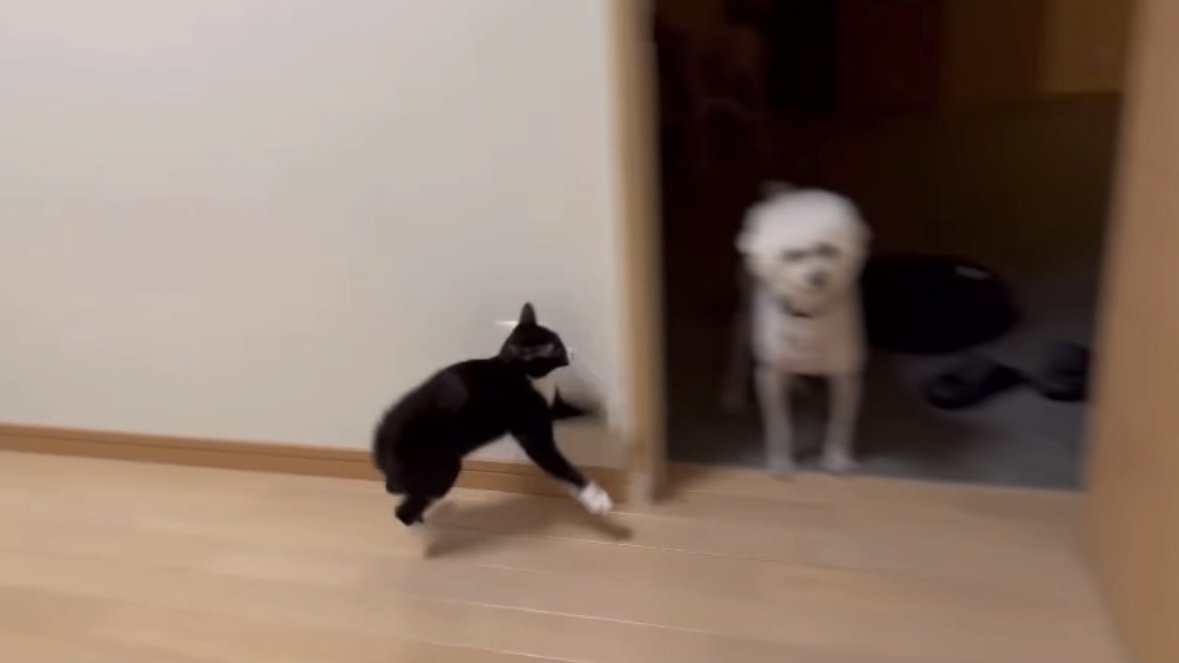 やんのかステップ2