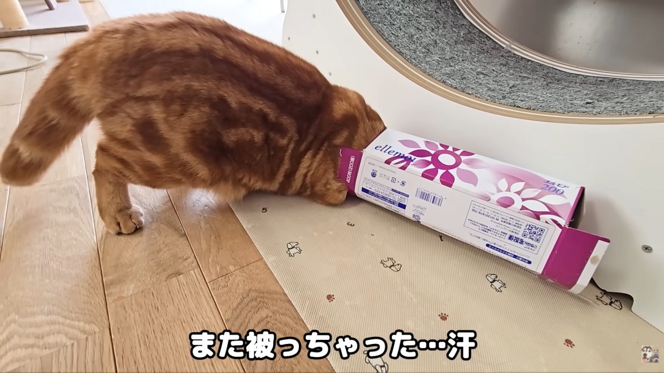 またすぐに頭を突っ込みました！