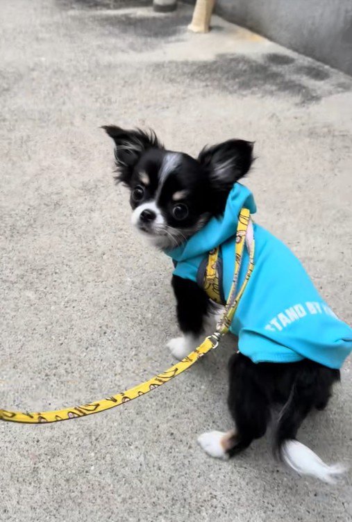 はじめてのお散歩でフリーズ…！