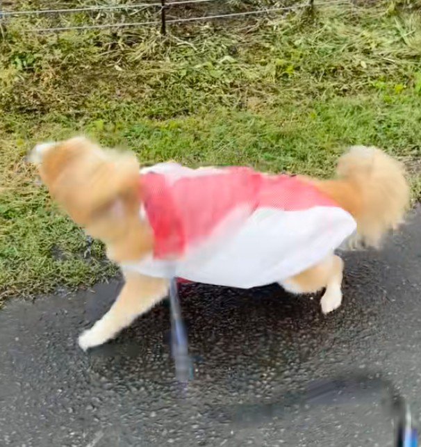 雨の日に犬と散歩