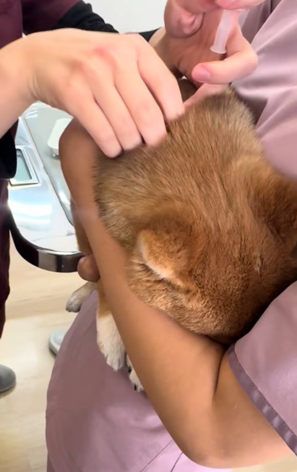 注射をされるつくねちゃん