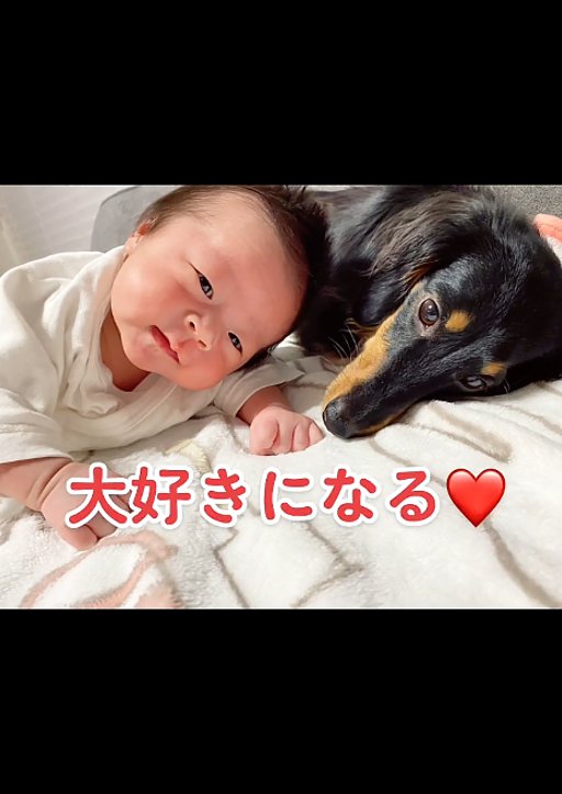 赤ちゃんと犬1