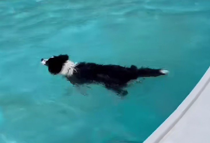 泳いでしまえばこっちのもの♪