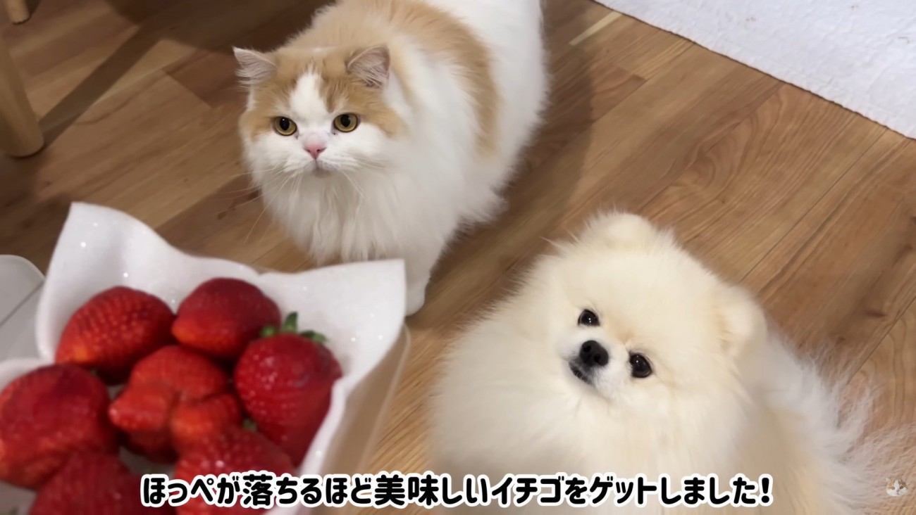 高級イチゴを見せたら…