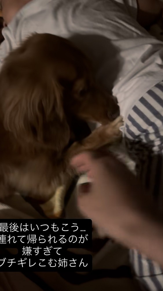 手を近づけると警戒するダックス