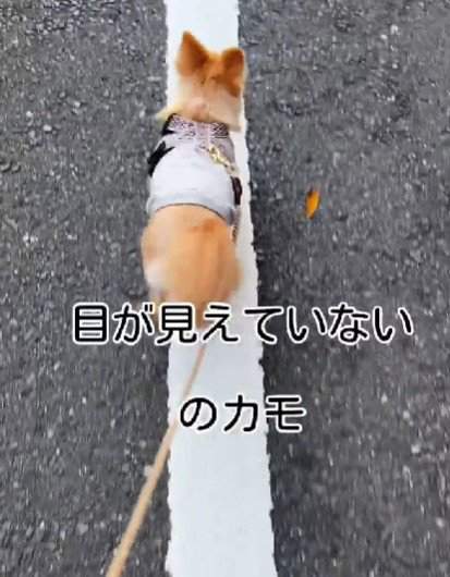 目が見えていないのかも…？