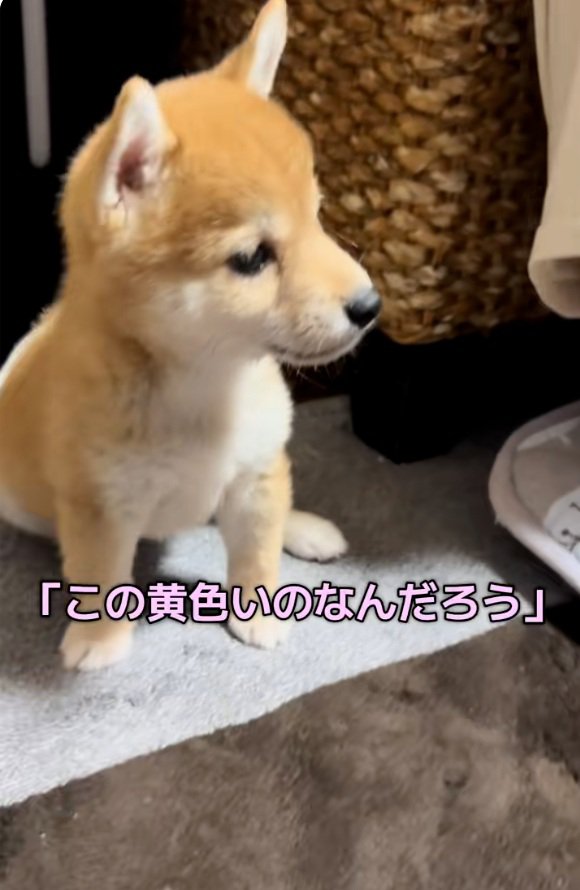 目が離せないワンコ