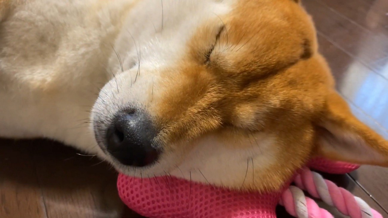 気持ち良さそうに爆睡♪