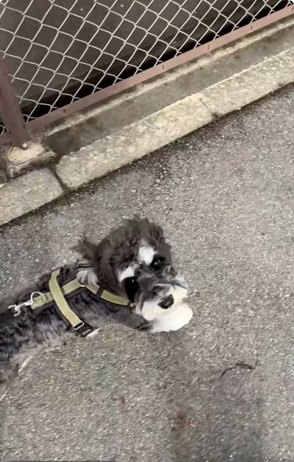 飼い主さんを見上げるテオくん