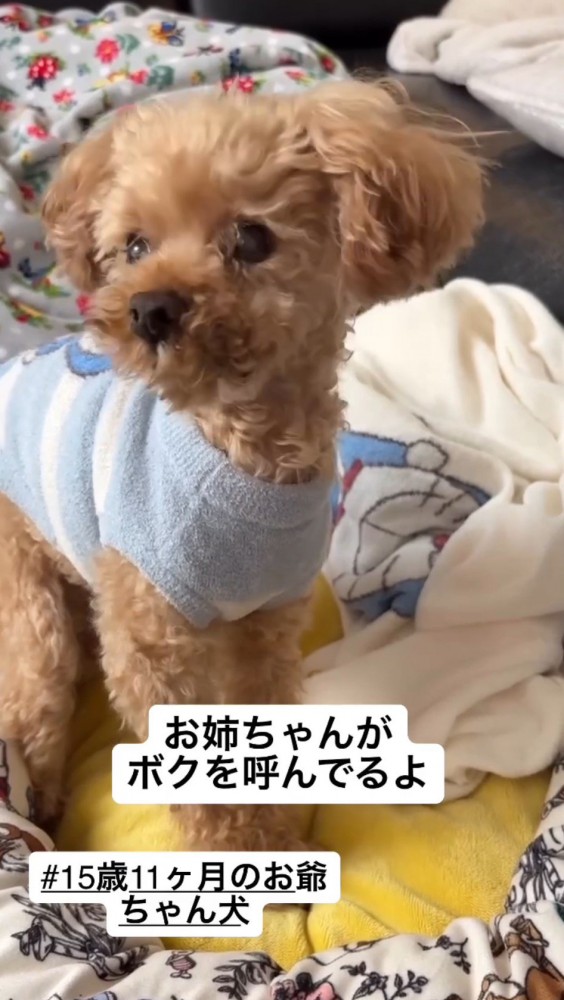 犬に「聞こえるの？」と尋ねる女性