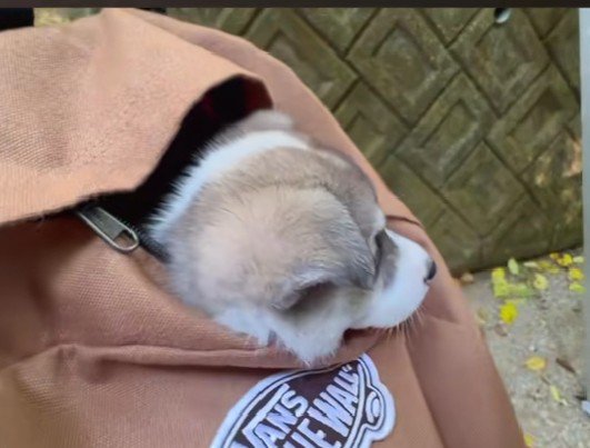 ひとまず連れて帰ることに