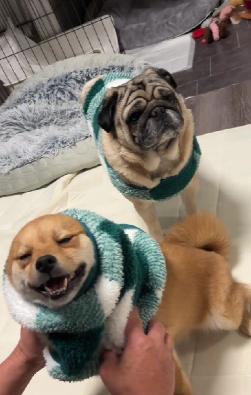 「絶対に吠えないように」