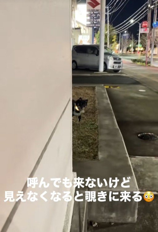 飼い主さんが隠れた時のめかぶ君5