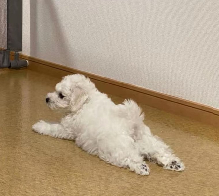 寝そべるむぎ君